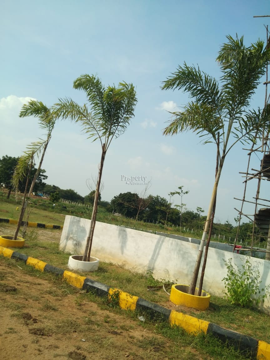 Plantation