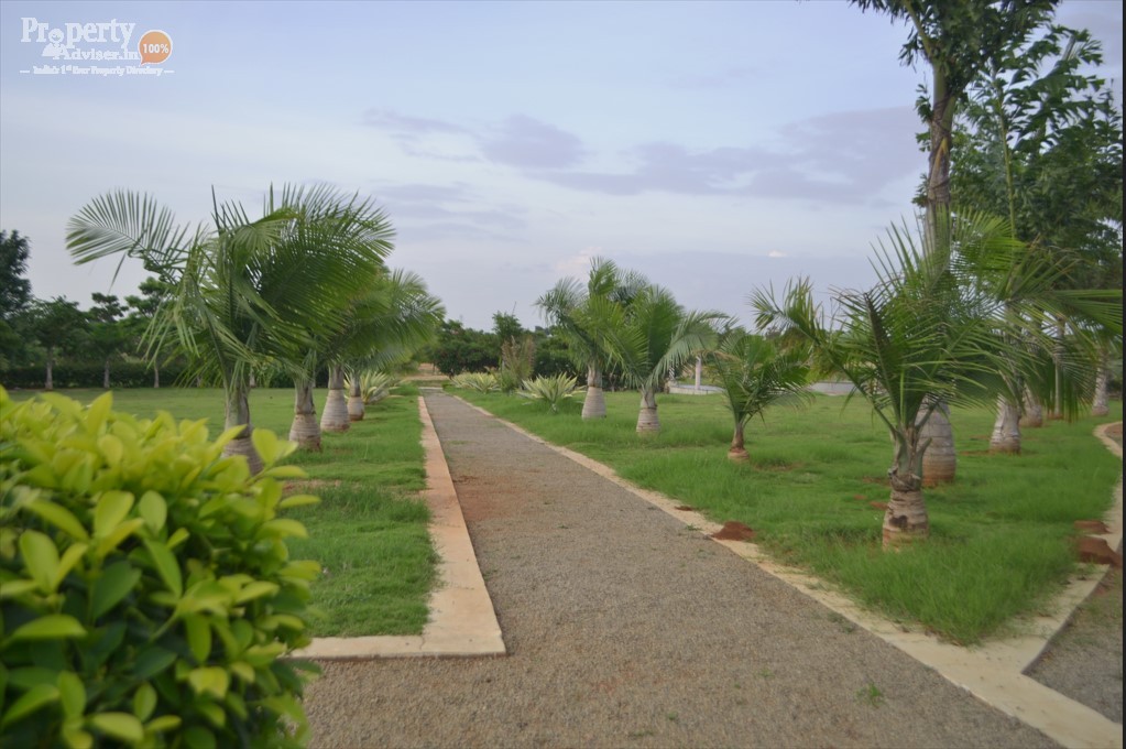 Avenue plantation